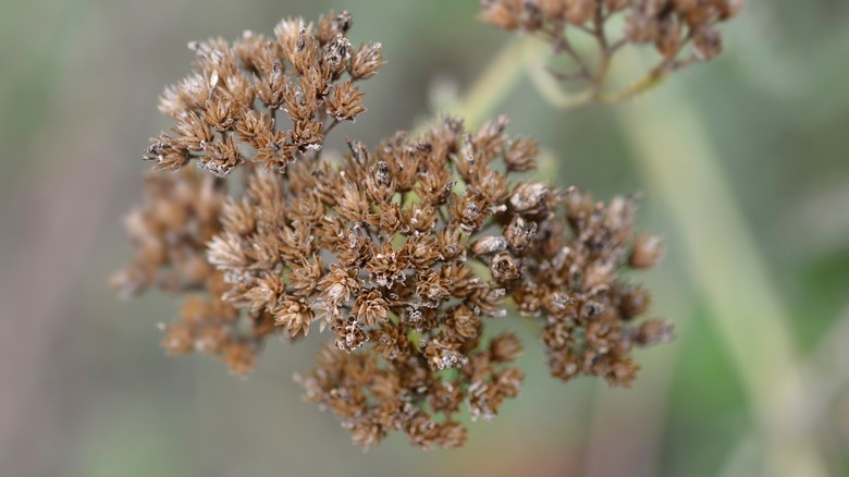 dead yarrow flower head