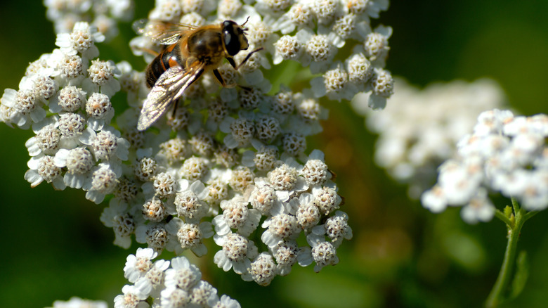 yarrow with bee