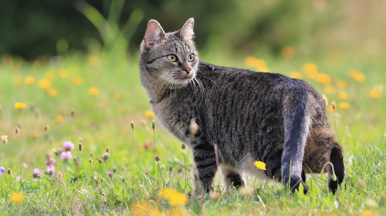 tabby cat in meadow