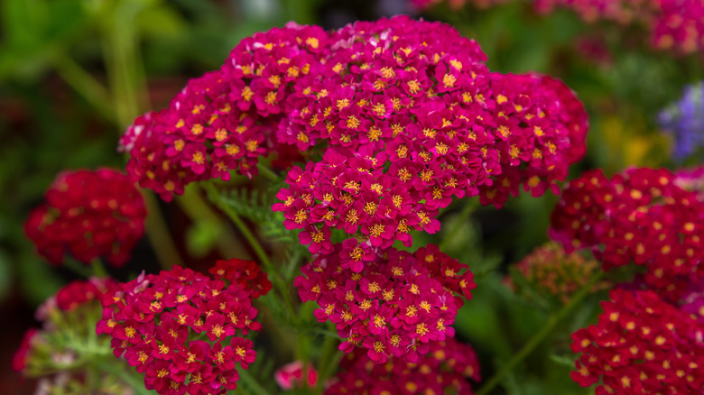 red yarrow flower