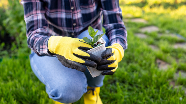 planting apple tree seedling