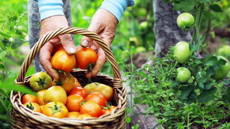 farmer harvesting tomatoes