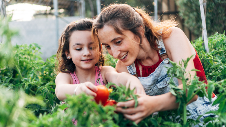 mother and daughter tomato plants