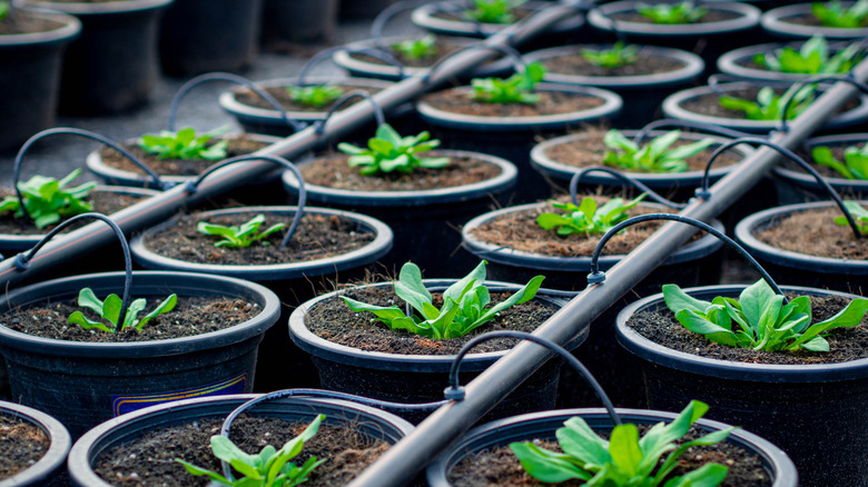 tomato seedlings in containers