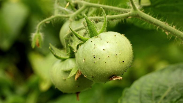 aphids on green tomato