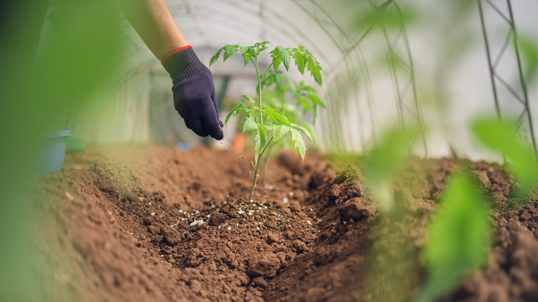 tomato plants in greenhouse