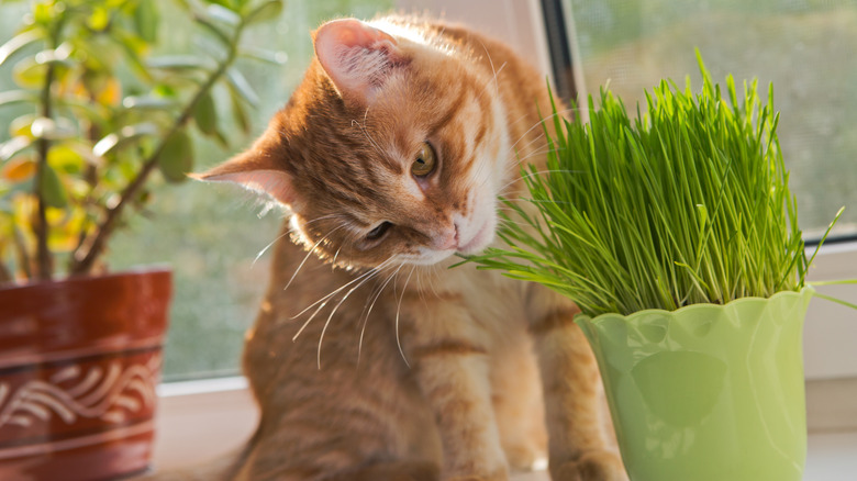 Cat sniffing cat grass in a pot