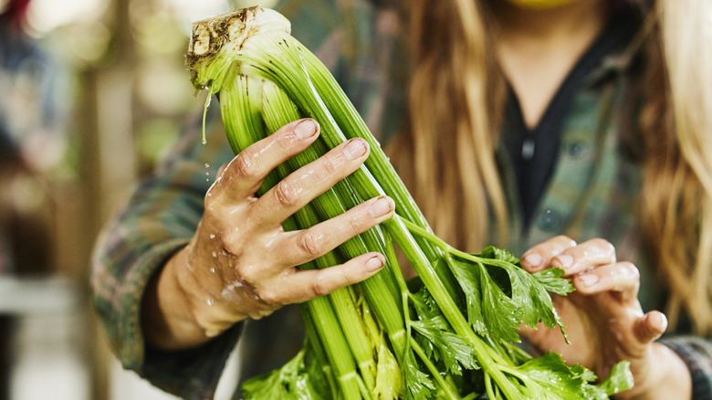 Woman holding a bunch of wet celery stalks in her hands upsidedown