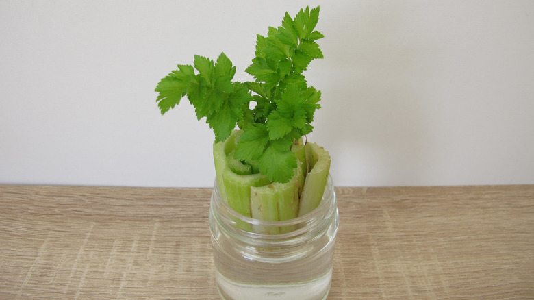 The base of a cut celery stalk, sitting in a jar of water, is sprouting new leaves.