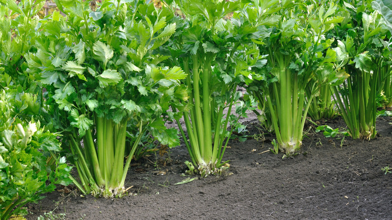 Rows of celery stalks are lined up in soil.