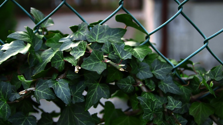 training plants on fence