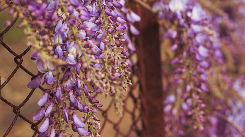 flowers growing on metal fence