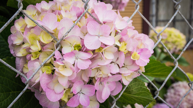 hydrangea on chain link fence