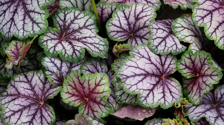 Leaves of coral bell