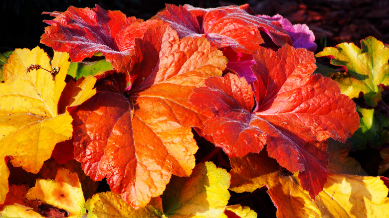 Southern comfort coral bells