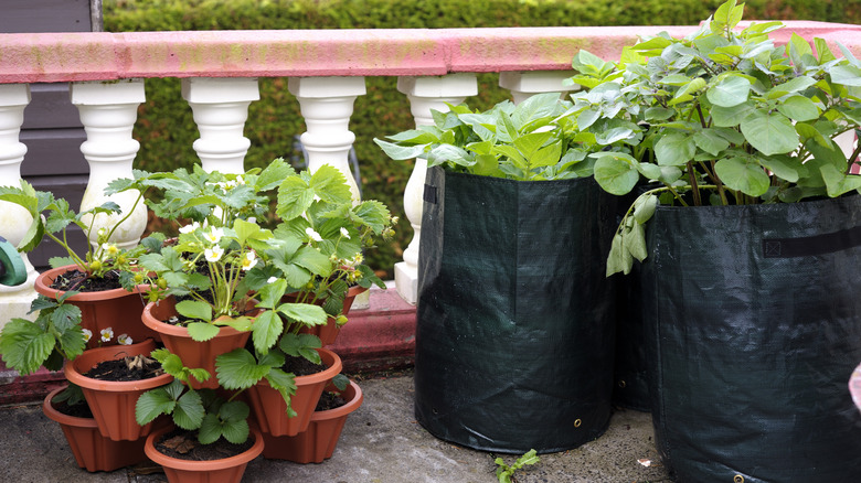 potatoes growing in containers