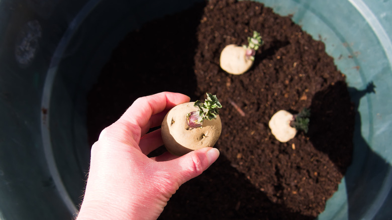 placing seed potatoes in container