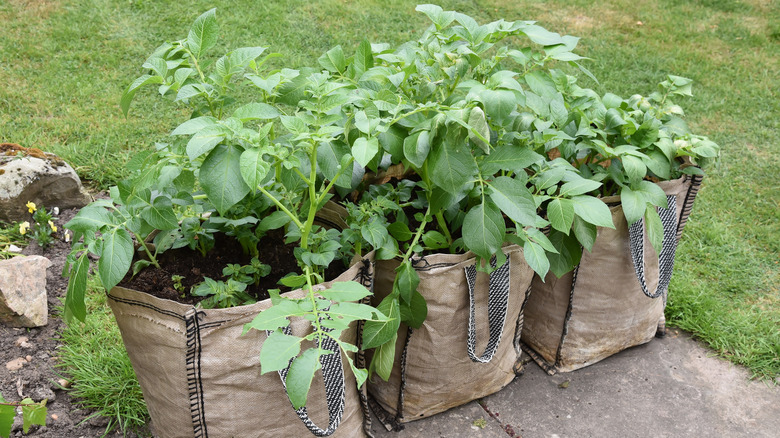 potatoes growing in bags