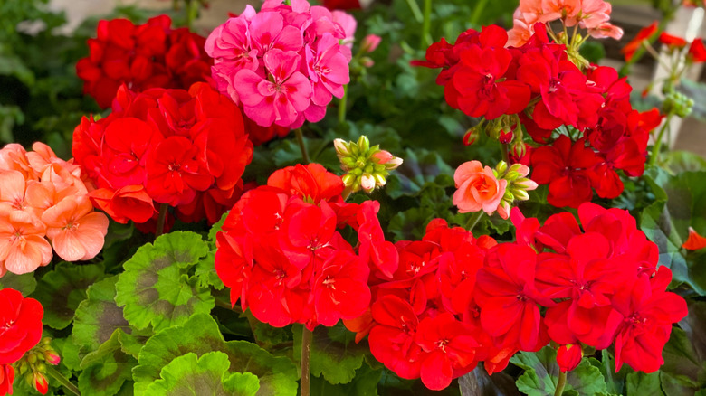 A stunning range of flowering geraniums (pelargoniums) in shades of red, pink, and salmon