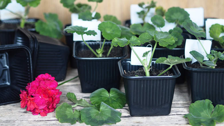 A collection of young geranium seedlings in small pots with a few leaves and a picked flower in the foreground