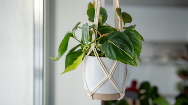 Heartleaf philodendron hanging in a macrame hanger near a window