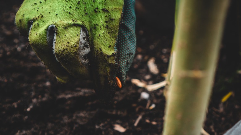 Gardener planting seeds outside