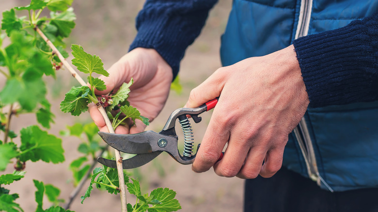 Man with pruning shears