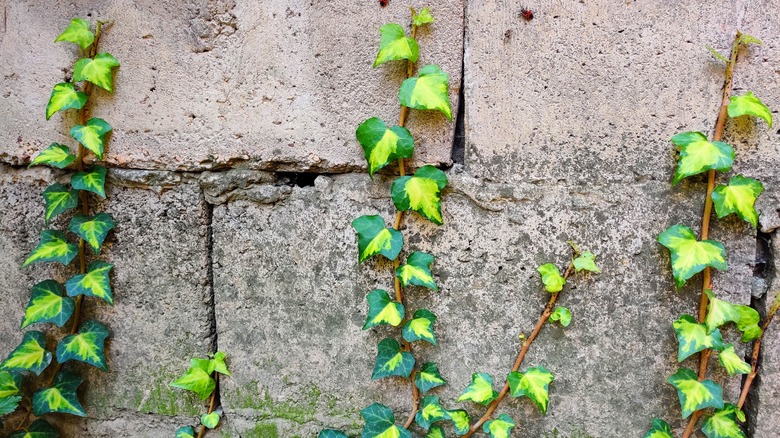 Ivy growing in cracks of wall
