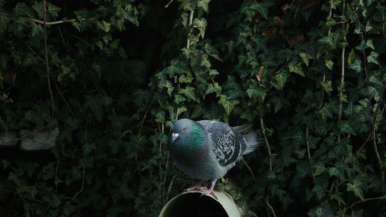 Bird nesting in ivy covering