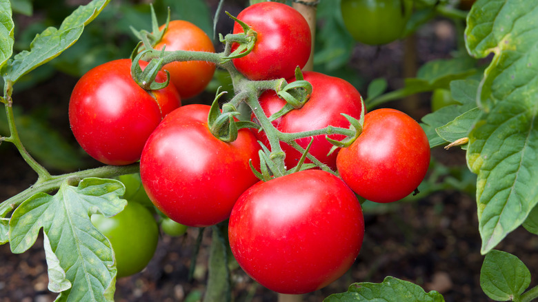 Ripe red tomatoes