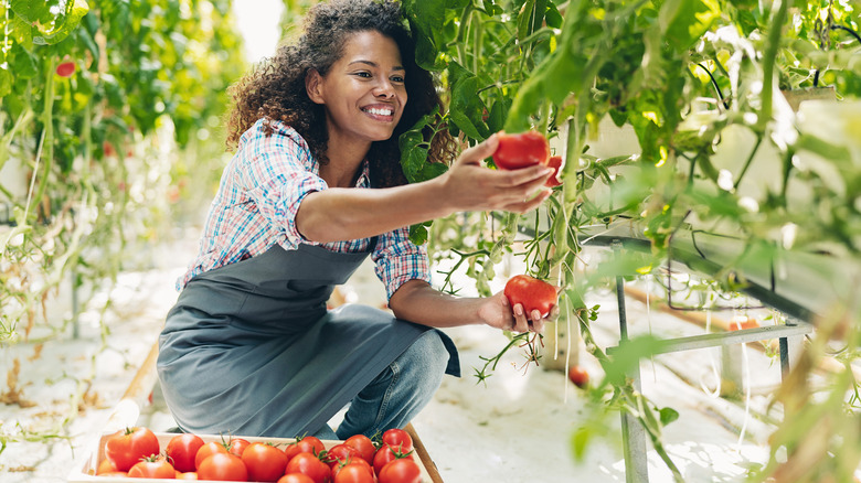 woman gathering tomatoes garden