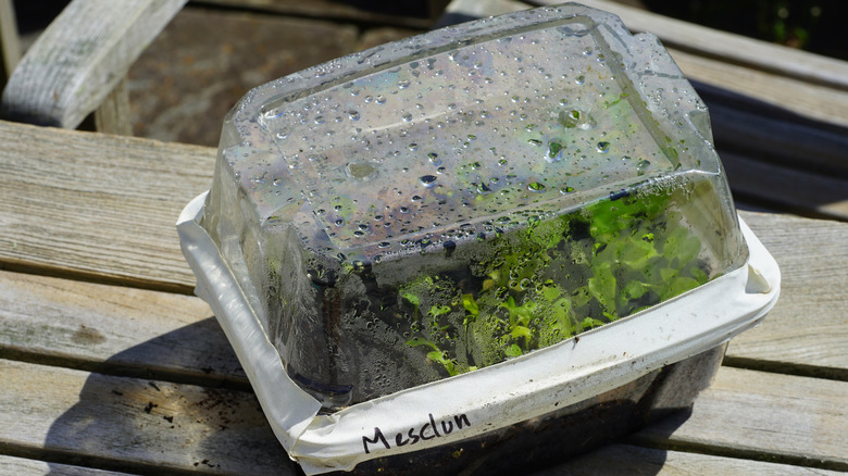 Lettuce seedlings growing in an upcycled plastic container