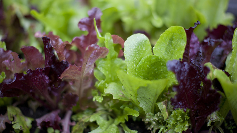 Several varieties of multicolor lettuce grow together.