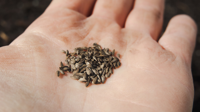 Caucasian person's hand holding lettuce seeds in palm