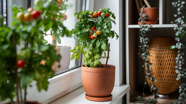 Two mini dwarf tomato plants growing on a window sill