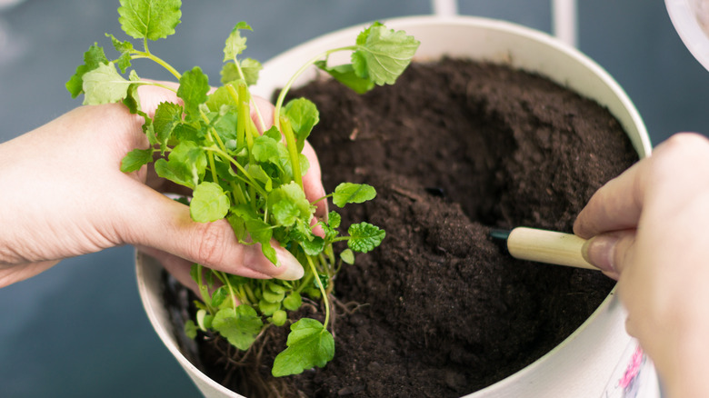 Person transplanting mint