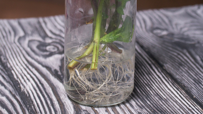 Mint stems rooting in jar