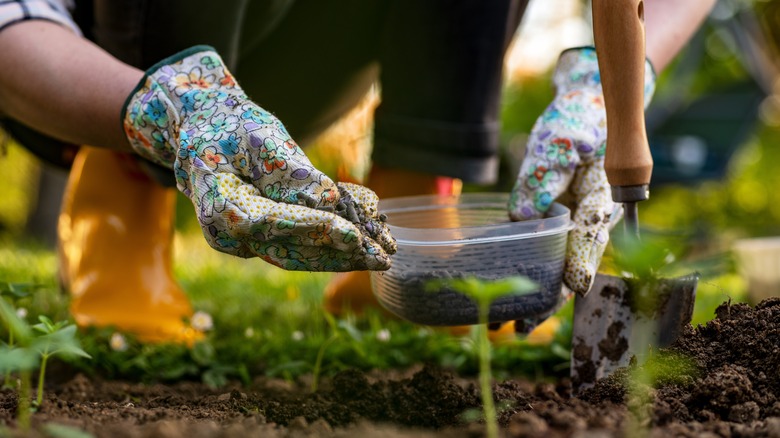 person adding fertilizer to soil