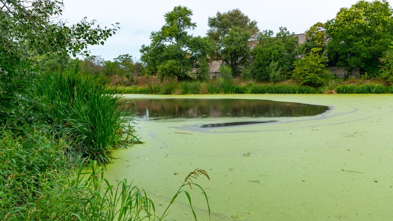 pond overgrown with algae