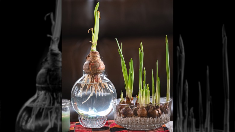 Clear vases with daffodil bulbs that have roots growing in water