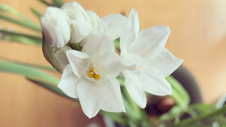 Closeup of paperwhite blooms growing indoors