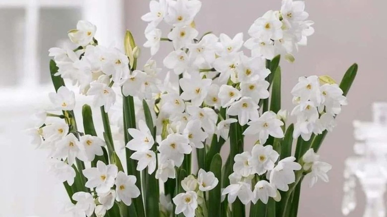 blooming paperwhites