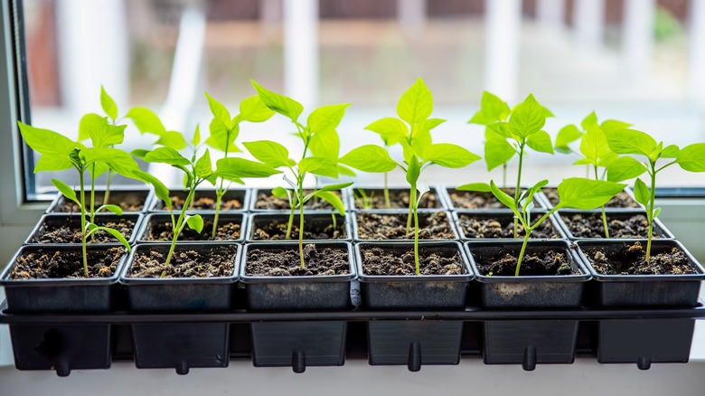 Pepper seedlings in a window