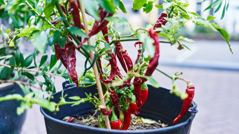 Peppers growing in a container 