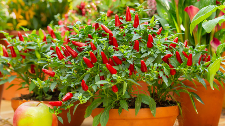 Red peppers in containers