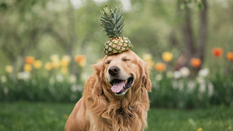 pineapple on dog's head