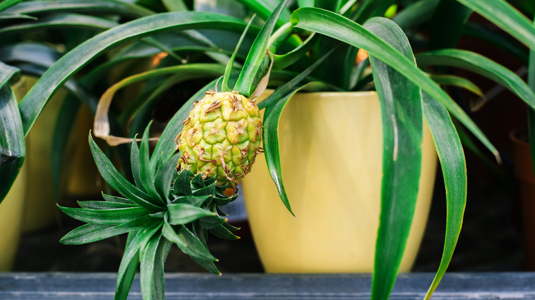 pineapple planted in a pot