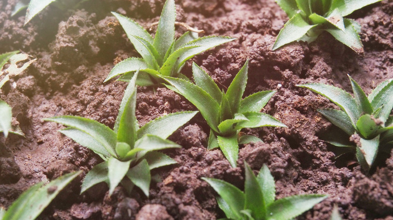 nursery bed of pineapples