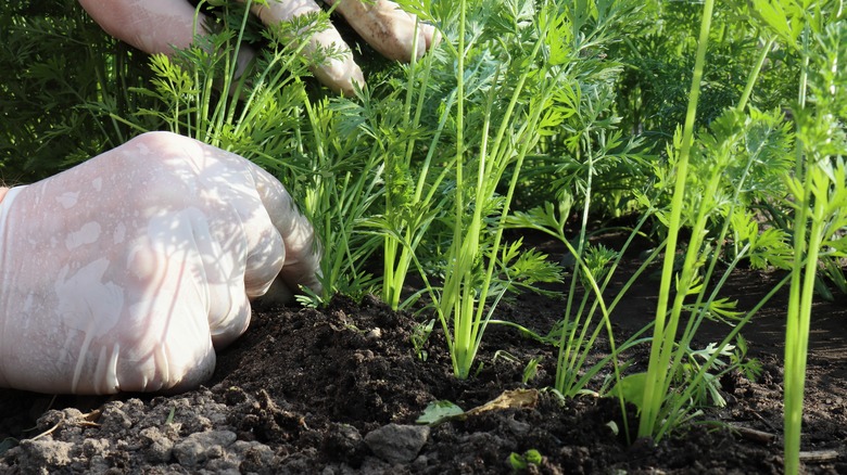 gloved hands thinning carrot tops