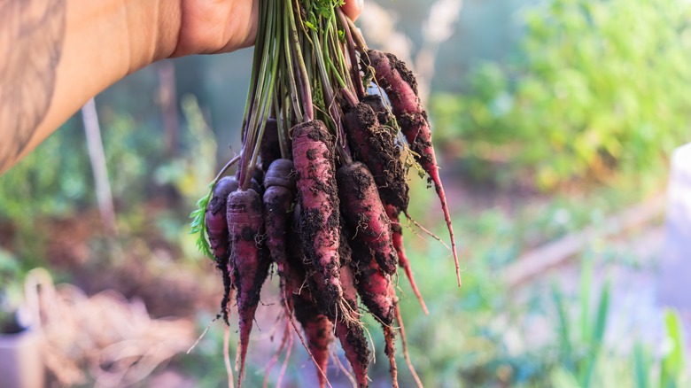 hand holding fresh purple carrots